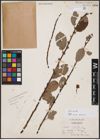 Foto von Salix aurita L.